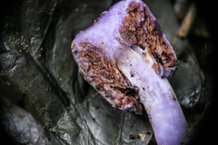 Cortinarius coneae