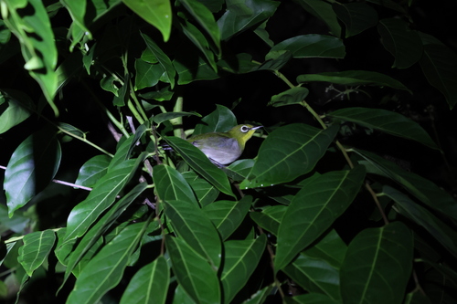 Lowland White-eye (Zosterops meyeni), photo 10
