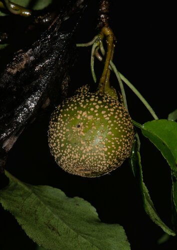 Pyrus pashia (Pyrus pashia)