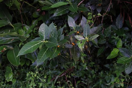 Ficus cumingii, photograph 3