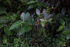 Ficus cumingii, photograph (c) 林正文, some rights reserved (CC BY)