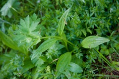 Gentiana purpurea