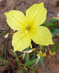 Oenothera rhombipetala