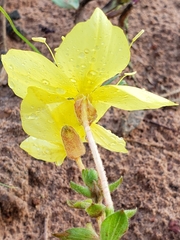 Oenothera rhombipetala