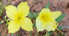 Oenothera rhombipetala