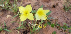 Oenothera rhombipetala