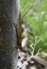 Anolis homolechis