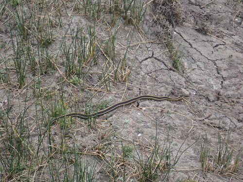 iNaturalist observation photo of Mountain Garter Snake