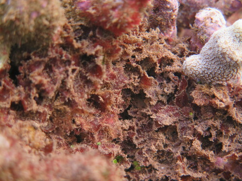 Amansia glomerata observed 2024-07-24