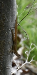 Anolis homolechis