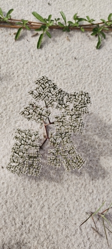 Image of Paronychia erecta by (c) Abby Darrah, some rights reserved (CC BY)