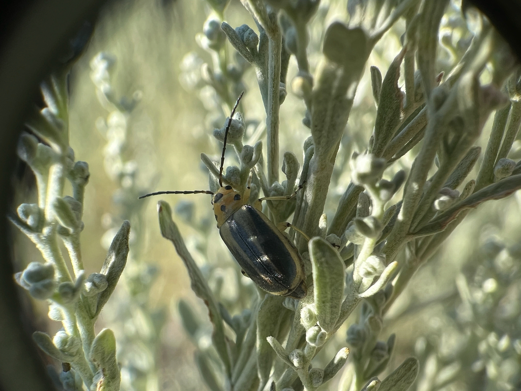 Trirhabda pilosa vittata