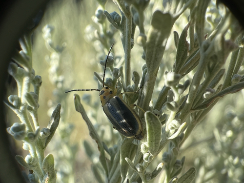 Trirhabda pilosa vittata
