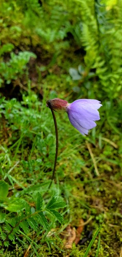 Primula klattii