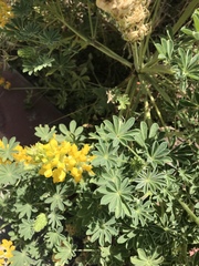 Lupinus luteolus