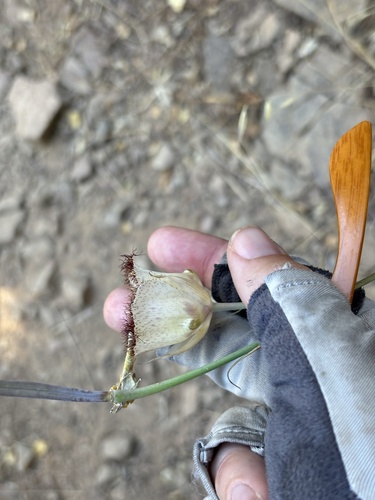 Image of Calochortus fimbriatus by (c) Kylie Etter, some rights reserved (CC BY)