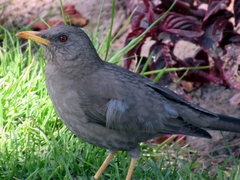 Turdus chiguanco