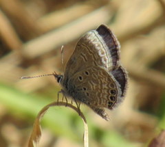 Hemiargus ramon