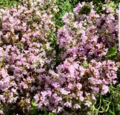 Thymus mongolicus