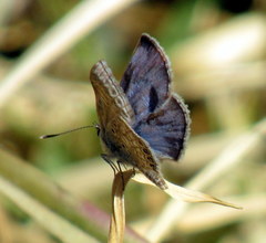 Hemiargus ramon