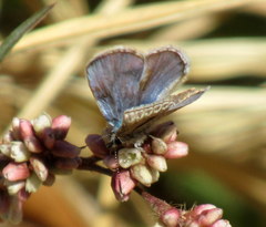 Hemiargus ramon