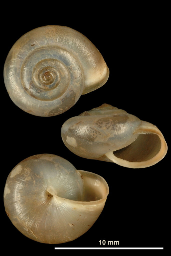 Carthusian Snail