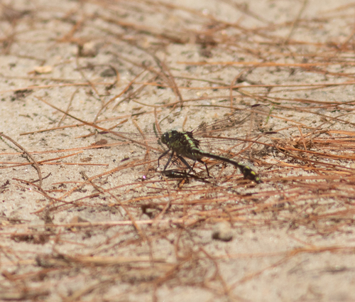 Black-shouldered Spinyleg photo 5