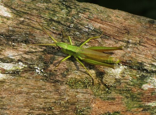 Gold Grasshopper, Kalenberg, Netherlands, photo 8 of 10