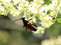 Stenelytrana