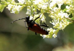 Stenelytrana