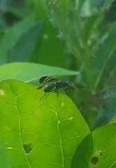 Tritoxa flexa