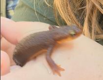 iNaturalist observation photo of California Newt