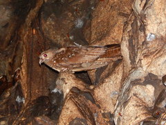 Steatornis caripensis