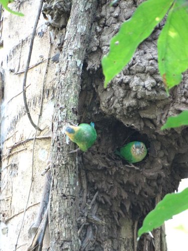 Buff-faced Pygmy Parrot (Micropsitta pusio), photo 2