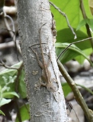 Anolis homolechis
