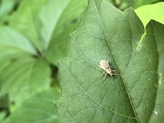 Aphrastus taeniatus