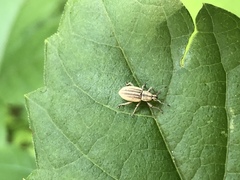 Aphrastus taeniatus