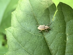 Aphrastus taeniatus