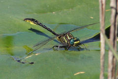 Phanogomphus australis