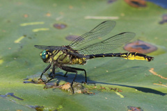Phanogomphus australis