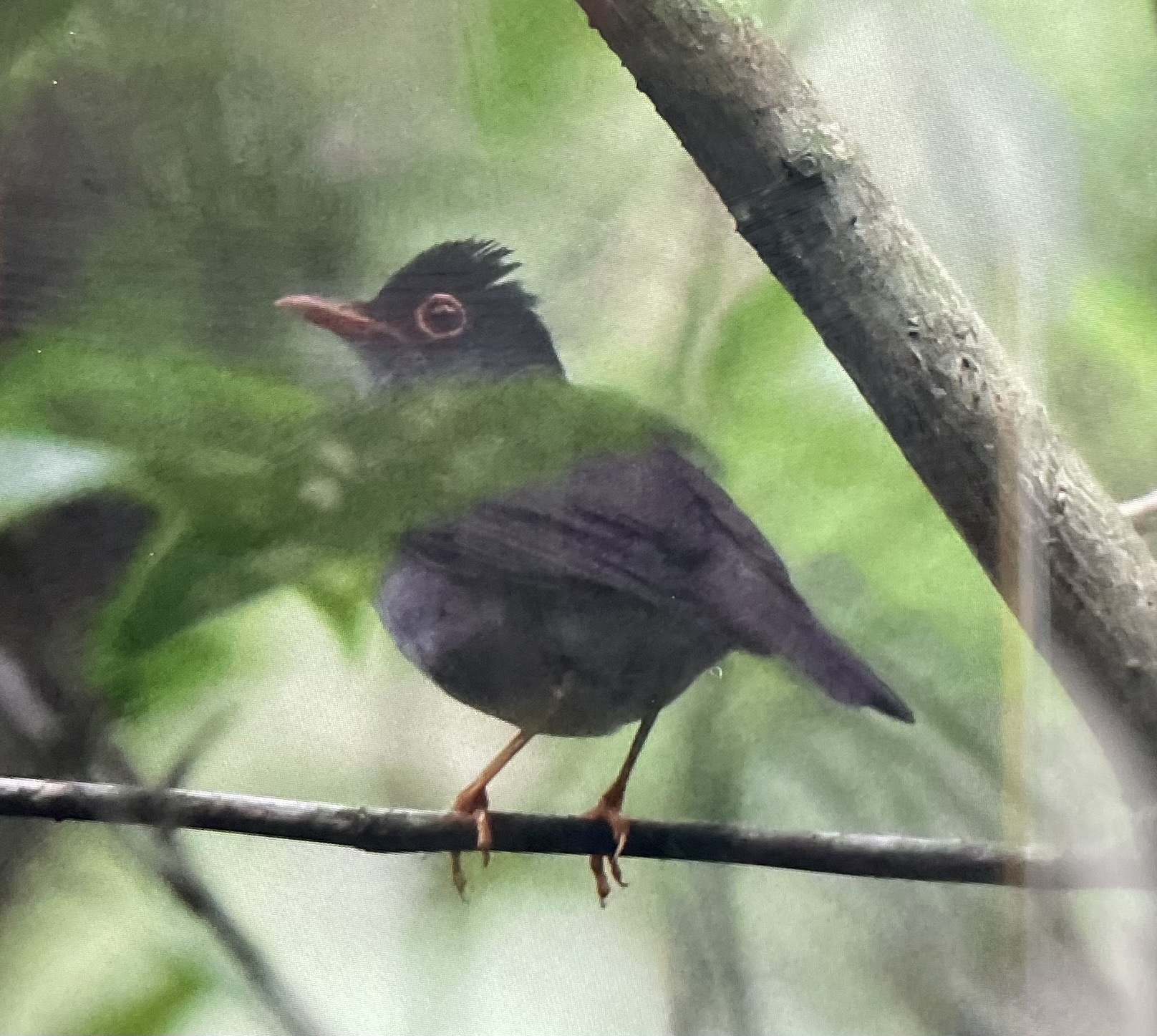 Slaty-backed Nightingale-Thrush illustration