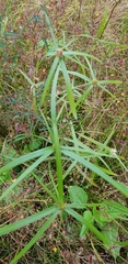 Cyperus aromaticus