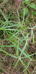Cyperus aromaticus