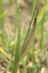 Myrmecaelurus trigrammus