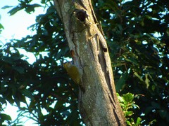 Dryobates maculifrons