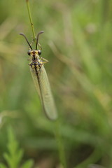 Myrmecaelurus trigrammus