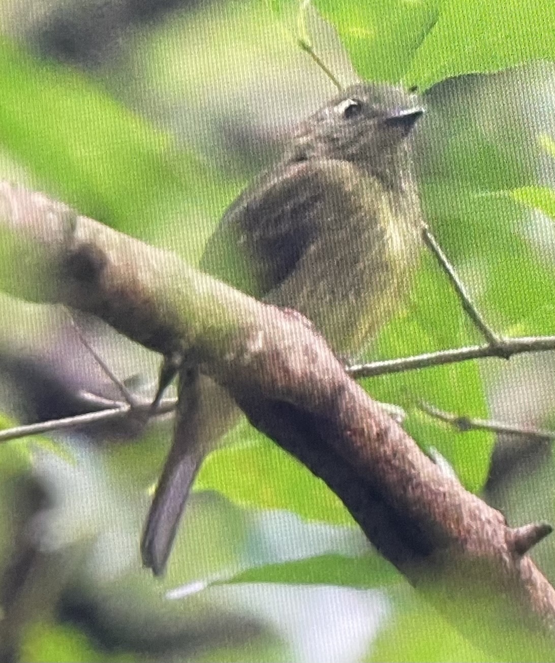 Olive-striped Flycatcher (Mionectes olivaceus), photo 9