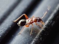 Teleorhinus
