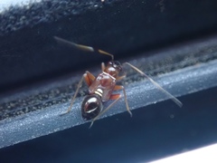 Teleorhinus