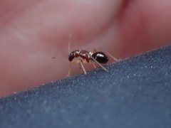 Teleorhinus